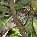 Tooth-billed Bowerbird in Lake Barrin walk ハバシニワシドリ<br />EOS7D + EF300 F2.8L III + EF1.4xII + SPEEDLITE 580EXII<br />